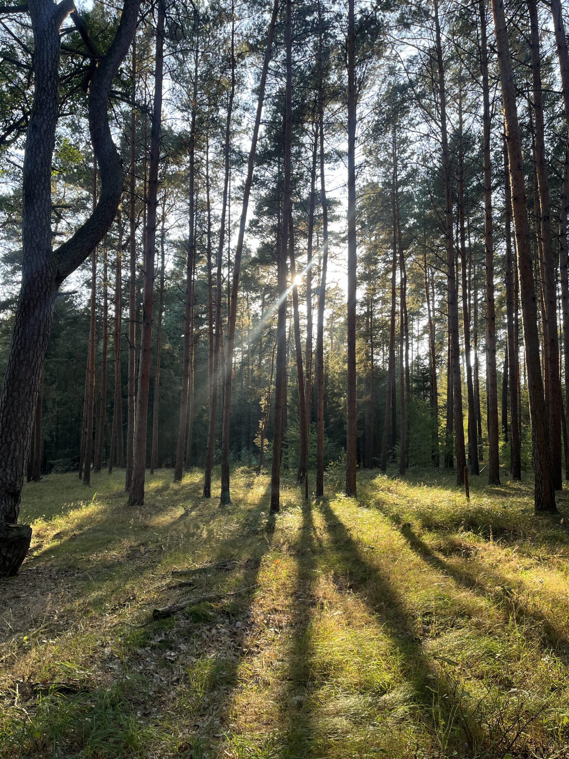 Sonnenlicht im Kiefernwald