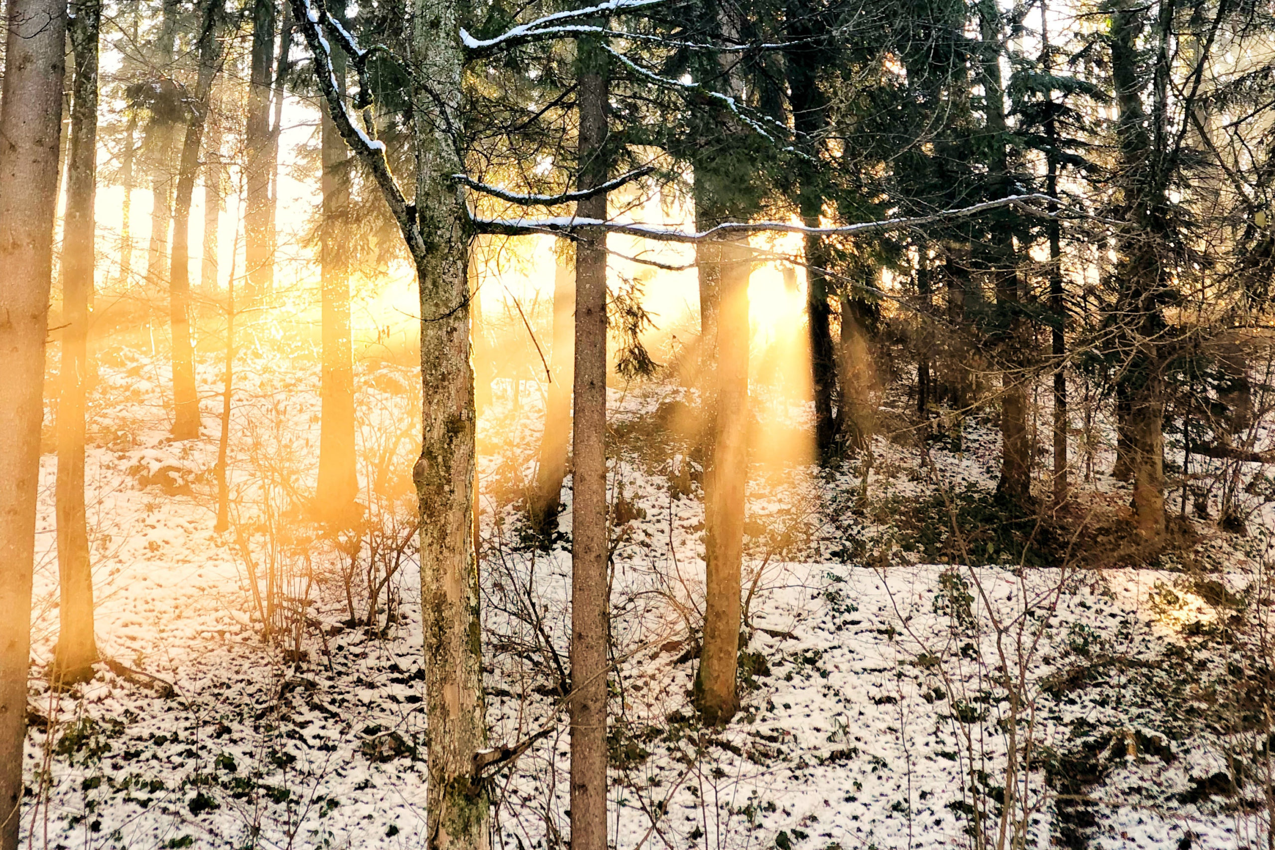 Waldweg